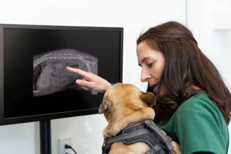 Onde Agendar Ortopedia para Cães de Grande Porte Parque dos Anjos - Ortopedia para Animais de Pequeno Porte