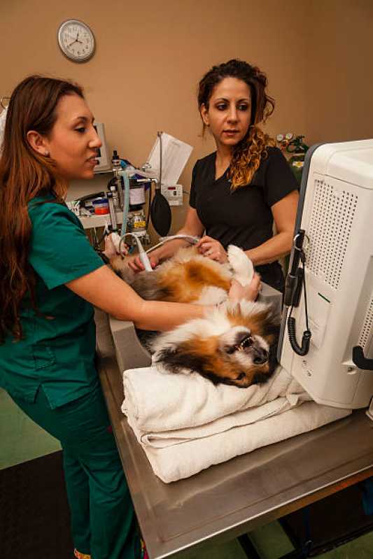 Onde Agendar Ortopedista de Cachorro Jardim do Salso - Ortopedista para Gatos