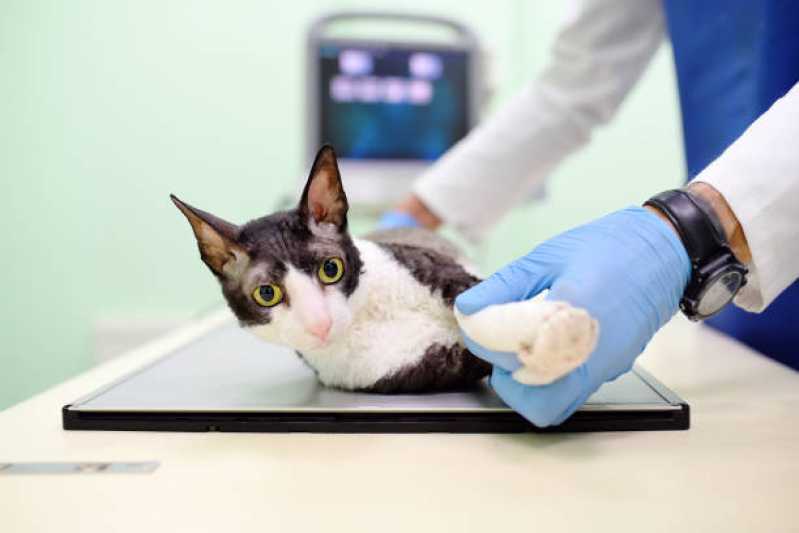 Onde Agendar Ortopedista para Gatos Anchieta - Ortopedista para Gatos