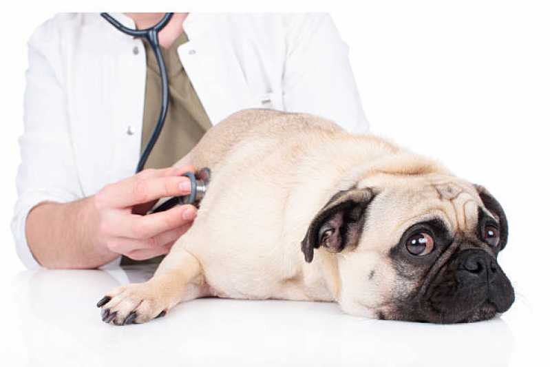 Onde Encontrar Neurologia em Cães e Gatos Bom Fim - Neurologia em Cães e Gatos