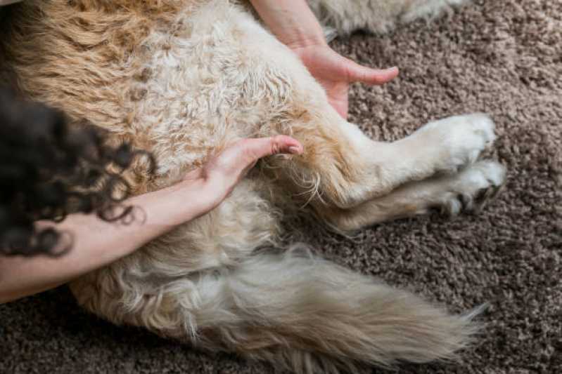 Onde Encontrar Neurologia para Animais de Estimação Santa Cecília - Neurologia para Cachorros