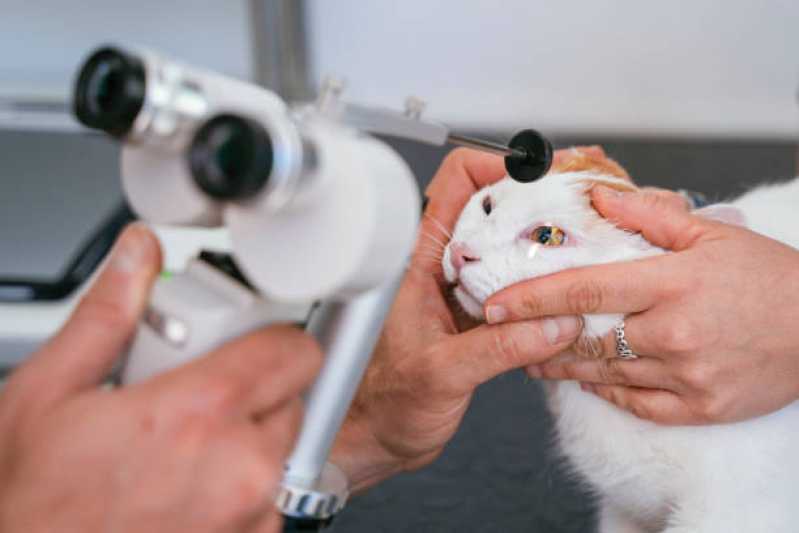Onde Encontrar Neurologia para Gatos Passo da Areia - Neurologia em Cães e Gatos