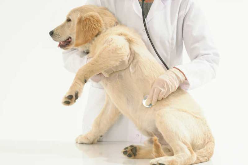 Onde Encontrar Neurologia Veterinário Glória - Neurologia para Cachorros
