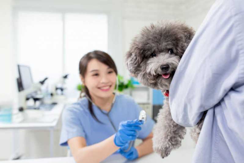 Onde Encontrar Neurologista Animal Barnabé - Neurologia em Cães e Gatos