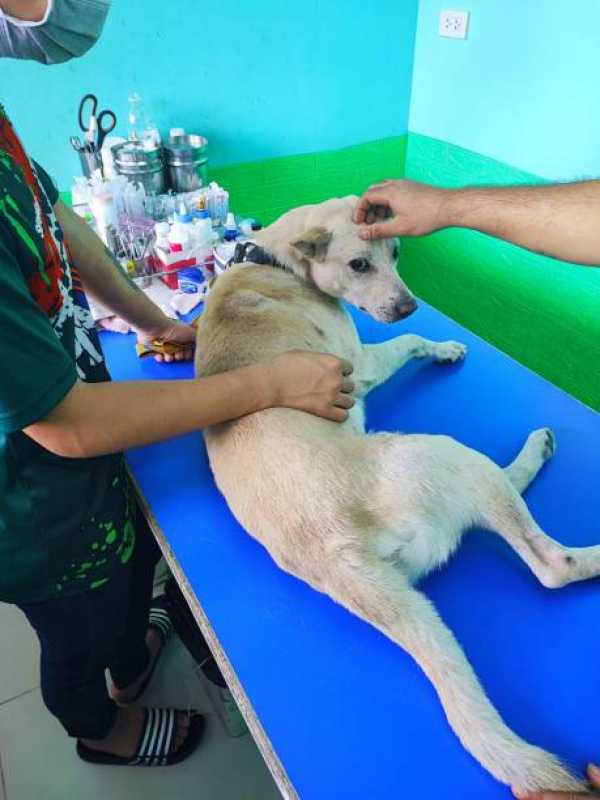 Onde Faz Internação para Cachorro Santa Rosa Lima - Internação para Cachorro Porto Alegre