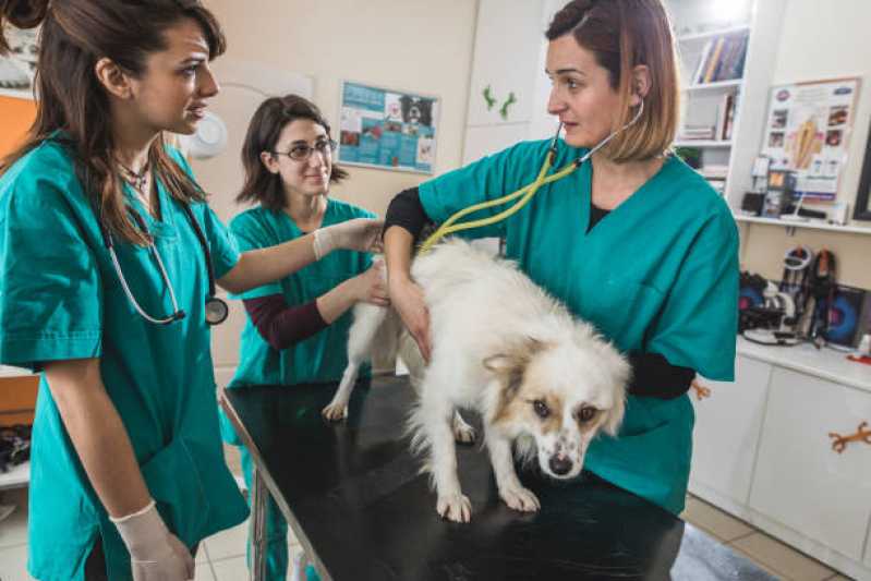 Onde Faz Internação Veterinária Colonial - Internação para Cachorros