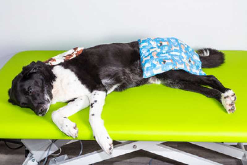 Onde Faz Laserterapia Animal Lami - Laserterapia para Cachorro