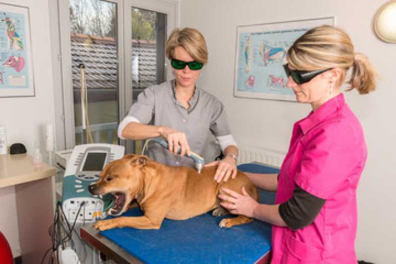 Onde Faz Laserterapia para Animais Pequenos Colina - Laserterapia para Cachorro