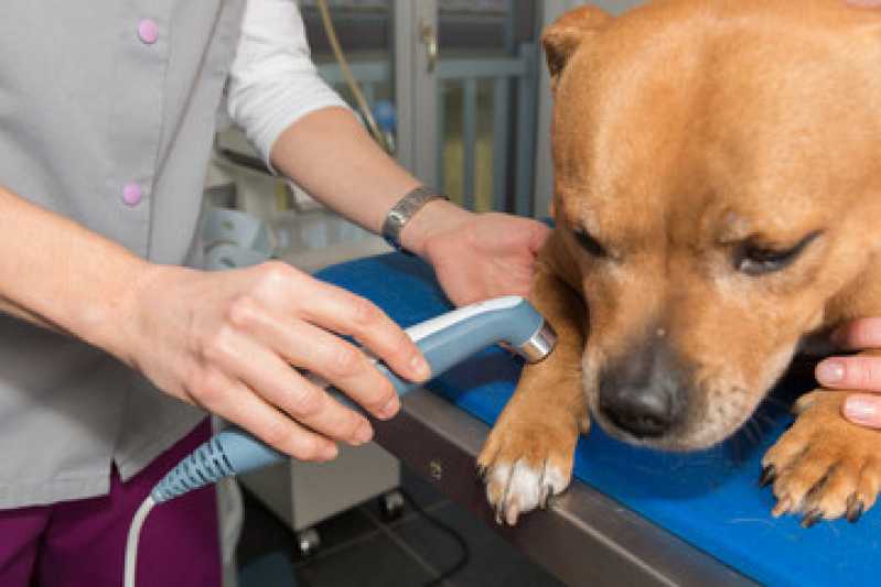 Onde Faz Laserterapia para Animais Santos Dumont - Laserterapia para Cachorro