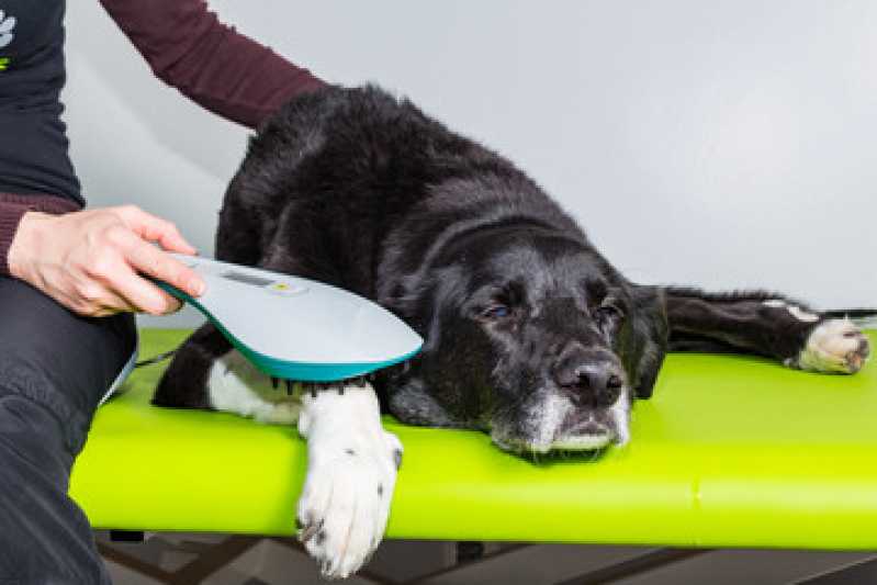 Onde Faz Laserterapia para Cachorro Santa Cecília - Laserterapia para Cachorro