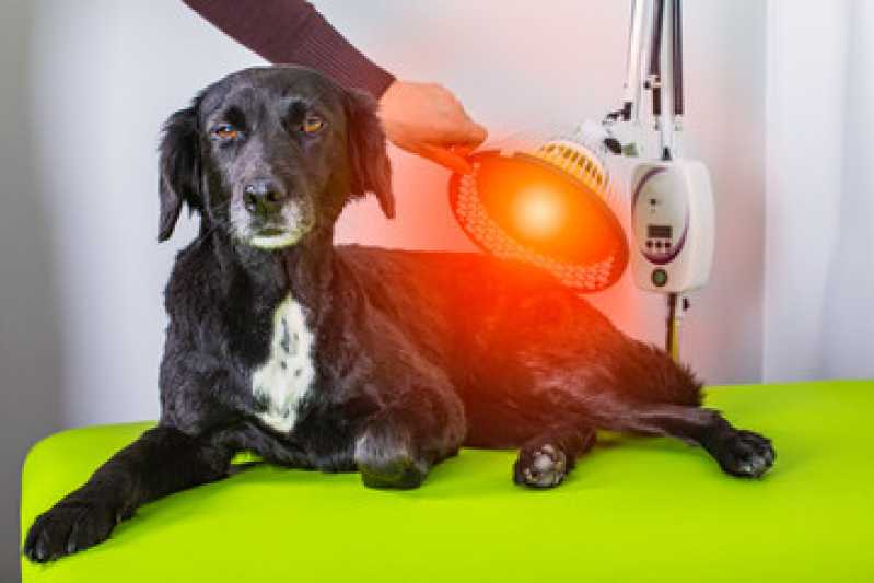 Onde Faz Laserterapia para Cães Cristal - Laserterapia para Cães e Gatos
