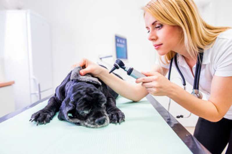 Onde Fazer Cirurgia Dentária para Animais Boa Vista - Cirurgia em Animais