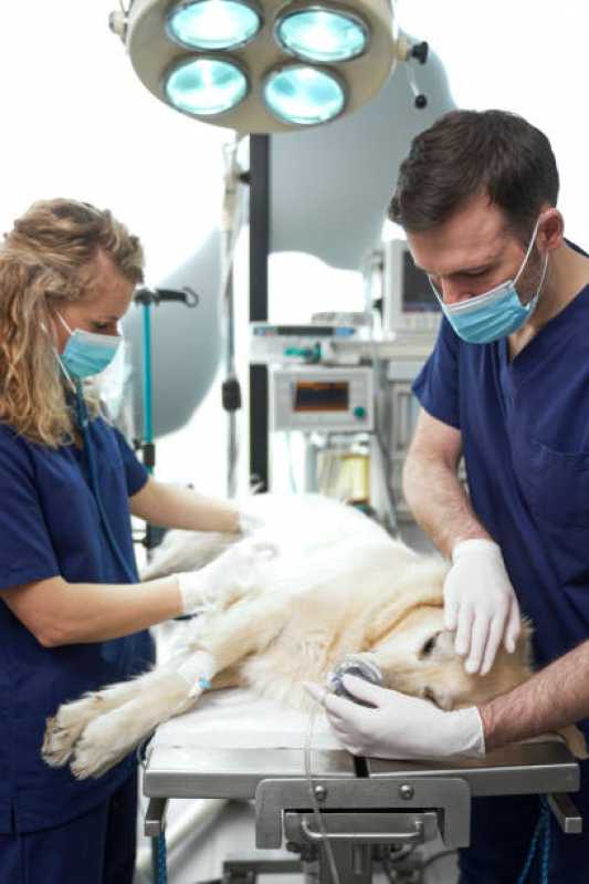 Onde Fazer Cirurgia em Animais de Pequeno Porte Santo André - Cirurgia Profilaxia para Animais