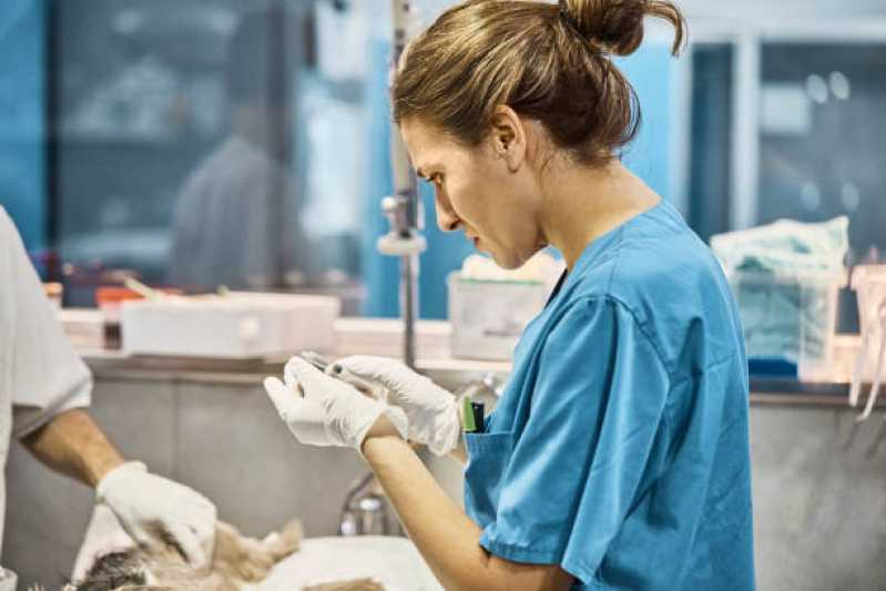 Onde Fazer Cirurgia em Animais São Vicente - Cirurgia Profilaxia para Animais