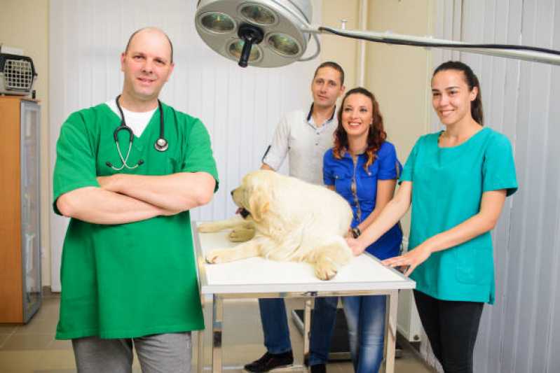 Onde Fazer Cirurgia Ortopédica em Cachorro Santos Dumont - Cirurgia Profilaxia para Animais