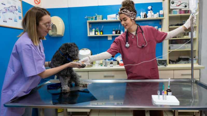 Onde Fazer Cirurgia Palato para Animais Harmonia Canoas - Cirurgia Ortopédica em Cachorro