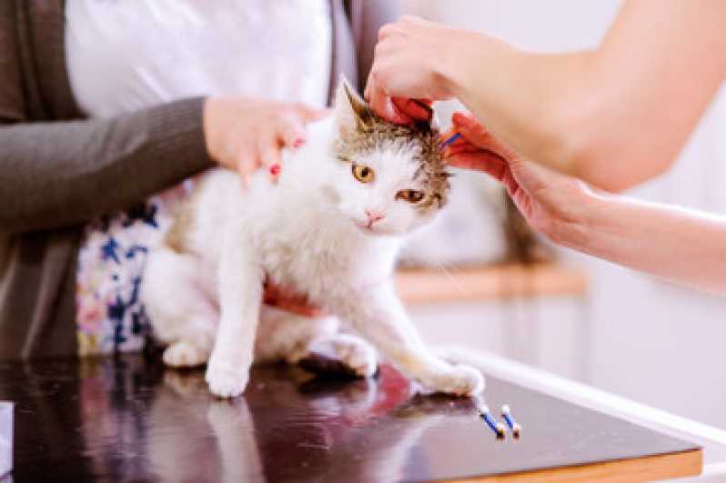 Onde Fazer Cirurgia para Gatos Cavalhada - Cirurgia em Animais