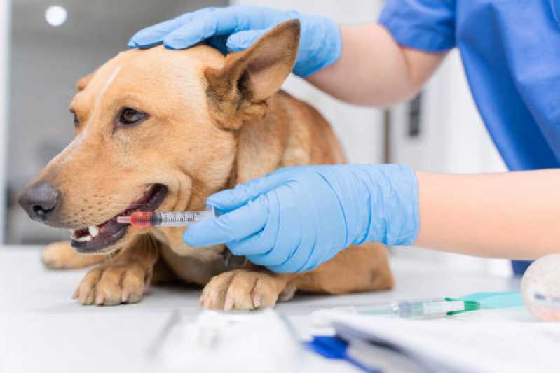 Onde Marcar Consulta para Animais Camboim - Consulta Veterinária para Cachorro
