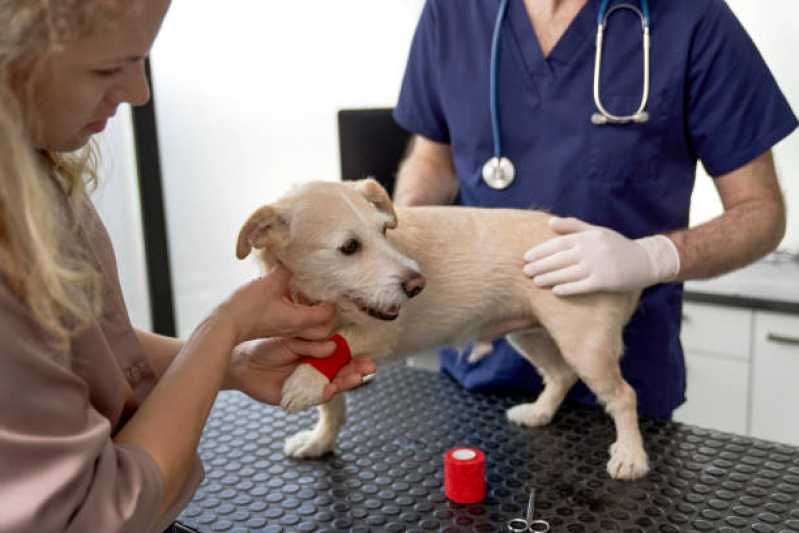 Onde Marcar Consulta para Cachorro Campina - Consulta Veterinária para Animais