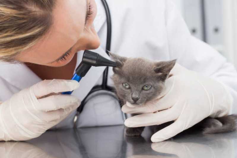 Onde Marcar Consulta Veterinária de Gatos Olaria Canoas - Consulta Veterinária Dermatológica para Cachorro