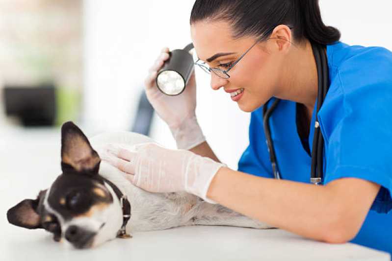 Onde Marcar Consulta Veterinária para Animais de Estimação São José - Consulta Veterinária para Animais