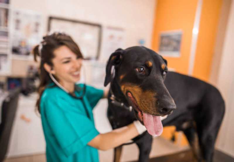 Onde Marcar Consulta Veterinária para Animais Jardim São Pedro - Consulta Veterinária Dermatológica para Cachorro
