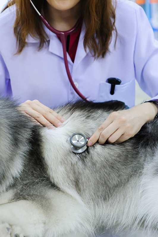 Onde Marcar Consulta Veterinária para Cachorro Agronomia - Consulta para Animais