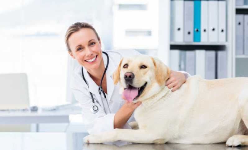 Ortopedia para Animais de Médio Porte Santa Cecília - Ortopedista para Gatos