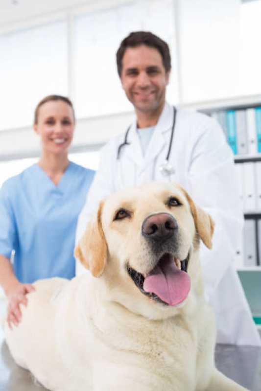 Ortopedia para Cachorro Agendar Vila Rica - Ortopedista para Gatos