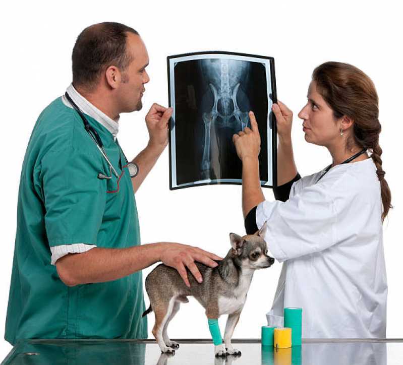 Ortopedia para Cachorro de Grande Porte Agendar Capão da Cruz - Ortopedia para Cachorro