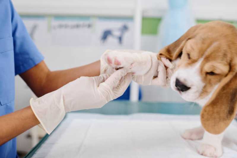 Ortopedia para Cachorro de Pequeno Porte Capão da Cruz - Ortopedista para Gatos