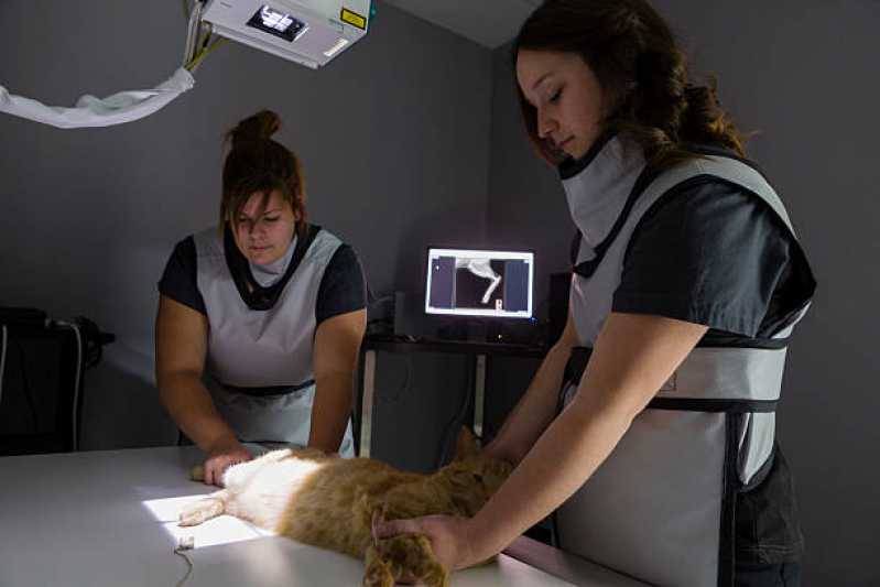 Ortopedia para Cães de Grande Porte Agendar Três Figueiras - Ortopedista para Gatos