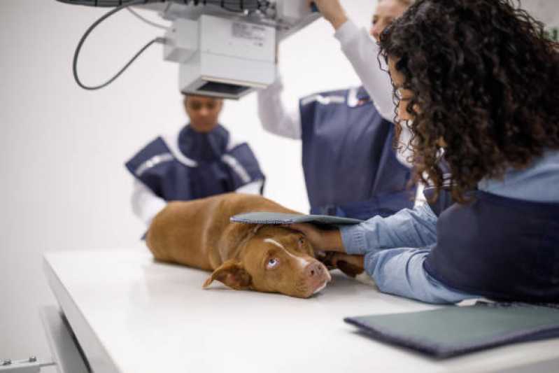 Ortopedia para Cães de Grande Porte Santa Cecília - Ortopedista para Gatos