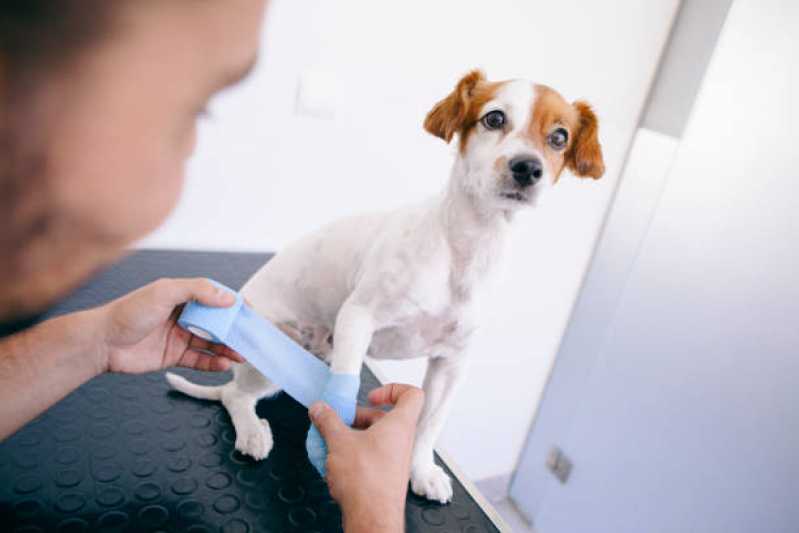 Ortopedia para Cães de Médio Porte Agendar Capão da Cruz - Ortopedista para Gatos