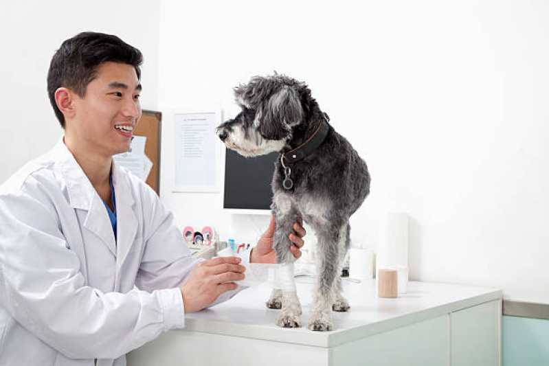 Ortopedia para Cães de Médio Porte Vargas - Ortopedista para Gatos
