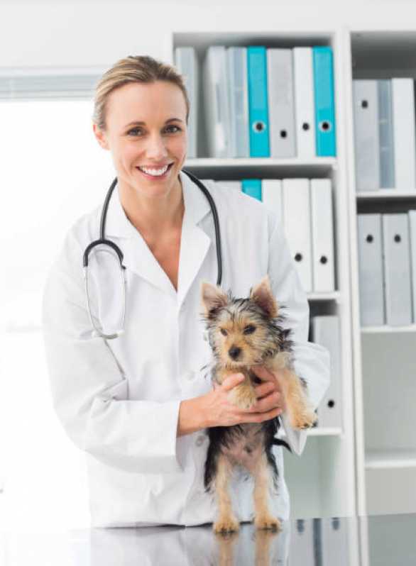 Ortopedia para Cães e Gatos Agendar Sarandi - Ortopedia para Cachorro