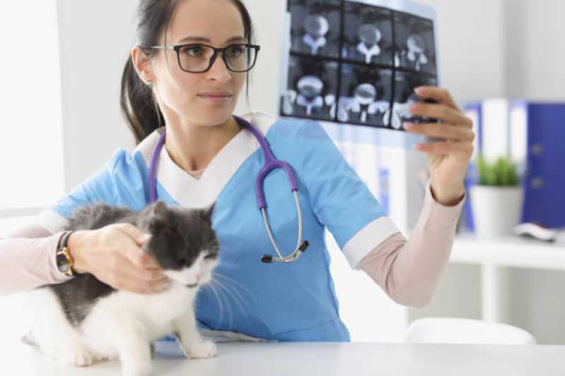 Ortopedia para Cães e Gatos Camboim - Ortopedista para Gatos