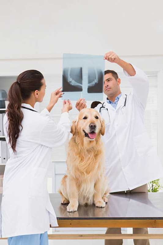 Ortopedista de Cachorro Chapéu do Sol - Ortopedia para Cachorro