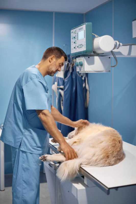 Ortopedista para Cachorro Agendar Colina - Ortopedia para Cachorro