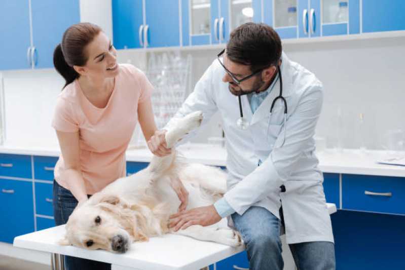 Ortopedista para Cachorro Chácara das Pedras - Ortopedia para Cachorro