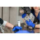 agendamento de exame de ultrassonografia para cachorro Bom Sucesso