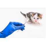 aplicação de vacina antirrábica animal Vicentina