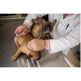 aplicação de vacina antirrábica para cães Farrapos
