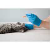 aplicação de vacina antirrábica para gato Cecília