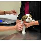 aplicação de vacina contra raiva gato Independência