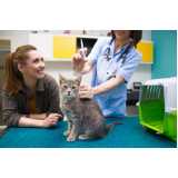 aplicação de vacina de raiva gato Cascata