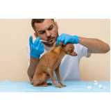 aplicação de vacina de raiva para cachorro Lomba do Pinheiro