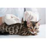 aplicação de vacina de raiva para gatos Vila Vista Alegre