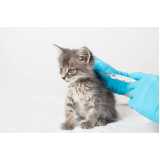 aplicação de vacina para filhote de gato Vicentina