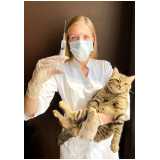 aplicação de vacina para gato v4 Vargas